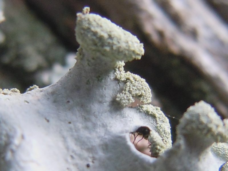 dalle dune di Porto Liscia (Santa Teresa Gallura) 1